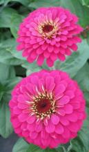 Насіння Квіти Цинія Рожева вагова 1 кг