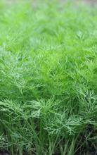 Насіння Кріп Салют ваговий 1 кг