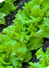 Насіння Салат Одеський кучерявець ваговий 1 кг