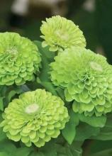Насіння Квіти Цинія зелена вагова 1 кг