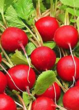 Насіння Редиска Кармен (Польща) вагова 1 кг