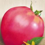 Насіння Томат Фатіма ваговий 1 кг