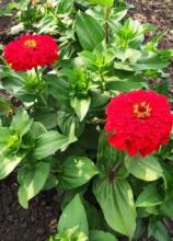 Насіння Квіти Цинія червона вагова 1 кг