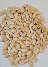 Насіння Кабачок Зебра ваговий 1 кг