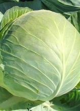 Насіння Капуста Білосніжка вагова 1 кг