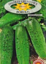 Огірок Борус F1, 5 г
