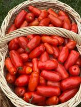 Насіння Томат Кібіц ваговий 1 кг