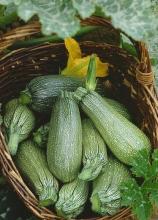 Насіння Кабачок Скворушка ваговий 1 кг