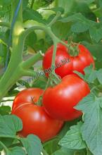 Насіння Томат Ляна ваговий 1 кг