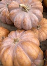 Насіння Гарбуз Мускат де Прованс ваговий 1 кг