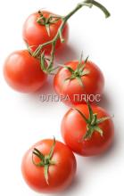 Насіння Томат Ефемер ваговий 1 кг
