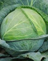 Насіння Капуста Харківська зимова вагова 1 кг