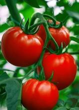 Насіння Томат Ранній 83 ваговий 1 кг