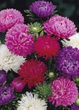 Насіння Квіти Айстра суміш (піоновидна) вагова 1 кг