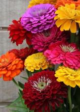 Насіння Квіти Цинія суміш вагова 1 кг