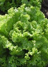 Насіння Салат Австралійський ваговий 1 кг