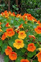 Насіння Квіти Настурція суміш вагова 1 кг