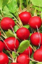 Насіння Редиска Кармен (Польща) вагова 1 кг