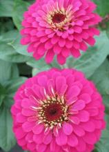 Насіння Квіти Цинія Рожева вагова 1 кг