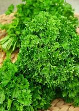 Насіння Петрушка Кучерява вагова 1 кг