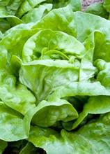 Насіння Салат Годар ваговий 1 кг