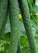 Насіння Огірок Китайське диво ваговий 1 кг