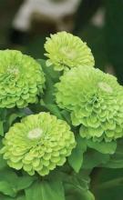 Насіння Квіти Цинія зелена вагова 1 кг
