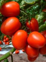 Насіння Томат Де Барао червоний ваговий 1 кг
