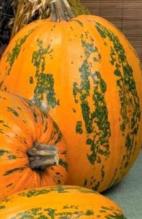 Насіння Гарбуз Український багатоплідний - тільки оптом