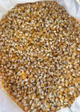 Насіння Кукурудза цукр. Голден Бантам 1 кг