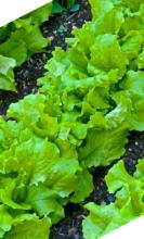 Насіння Салат Одеський кучерявець ваговий 1 кг