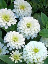 Насіння Квіти Цинія біла вагова 1 кг