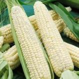 Насіння Кукурудза цукр. Русалочка (біла) вагова 1 кг