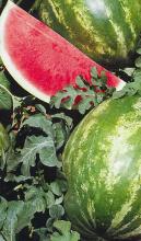 Насіння Кавун Кримсон Світ ваговий 1 кг