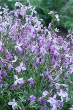 Насіння Квіти Матіола вагова 1 кг