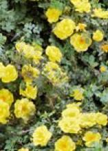 Троянда Королівське золото