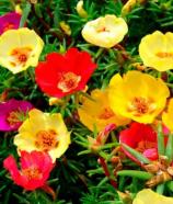 Насіння Квіти Портулак суміш ваговий 1 кг