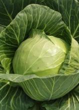 Насіння Капуста Дитмаршер Фрюєр вагова 1 кг