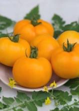Насіння Томат Радісний ваговий 1 кг