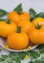 Насіння Томат Радісний ваговий 1 кг