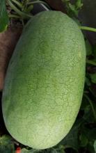 Насіння Кавун Чарльстон Грей ваговий 1 кг