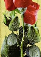 Троянда Ред_берлин