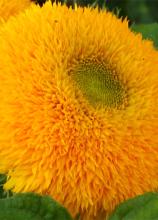 Насіння Квіти Соняшник ведмежа ваговий 1 кг
