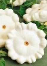 Насіння Патисон білий ваговий 1 кг