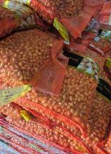 Цибуля саджанка Глобо довга (фр. 2,5) 1кг