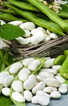 Насіння Квасоля Файний Ясь вагова - тільки оптом