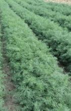 Насіння Кріп Алігатор ваговий 1 кг