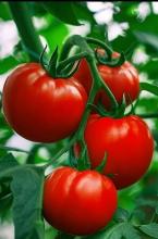 Насіння Томат Ранній 83 ваговий 1 кг