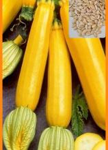 Насіння Кабачок Золотинка ваговий 1 кг