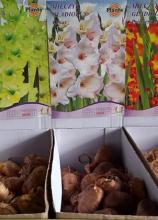 Гладиолусы (шоу-бокс 300 шт) №5